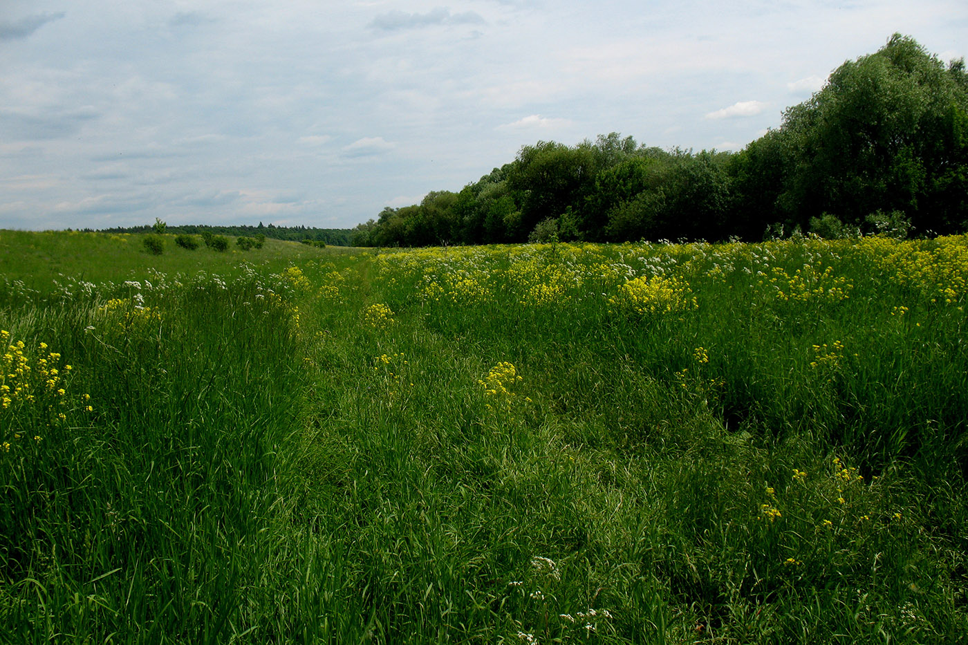 Приокско-Террасный заповедник, image of landscape/habitat.