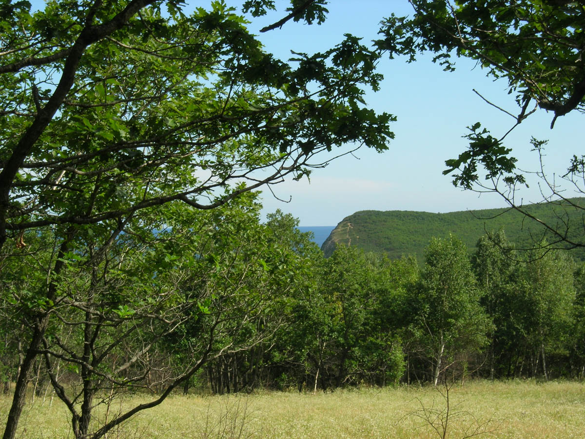 Окрестности бухты Зеркальной, image of landscape/habitat.