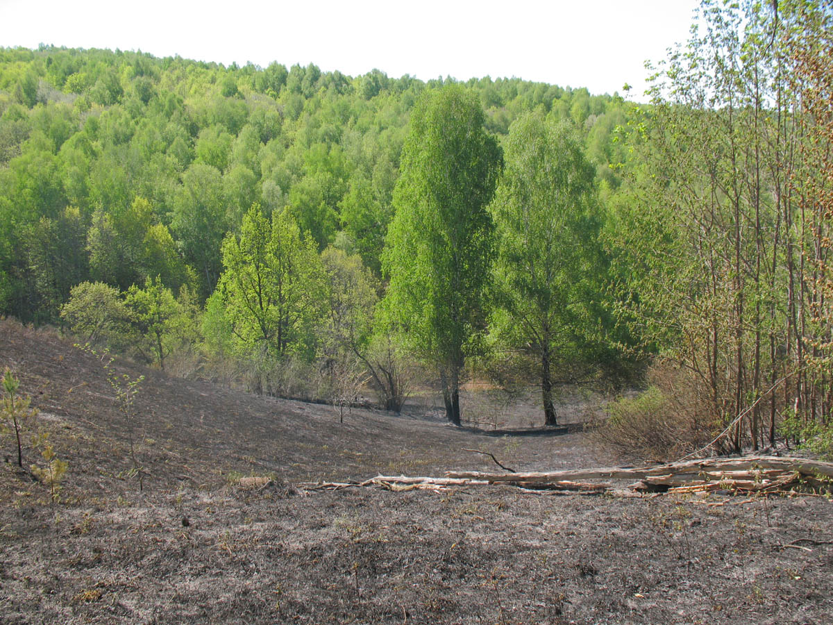 Горелый лес, image of landscape/habitat.