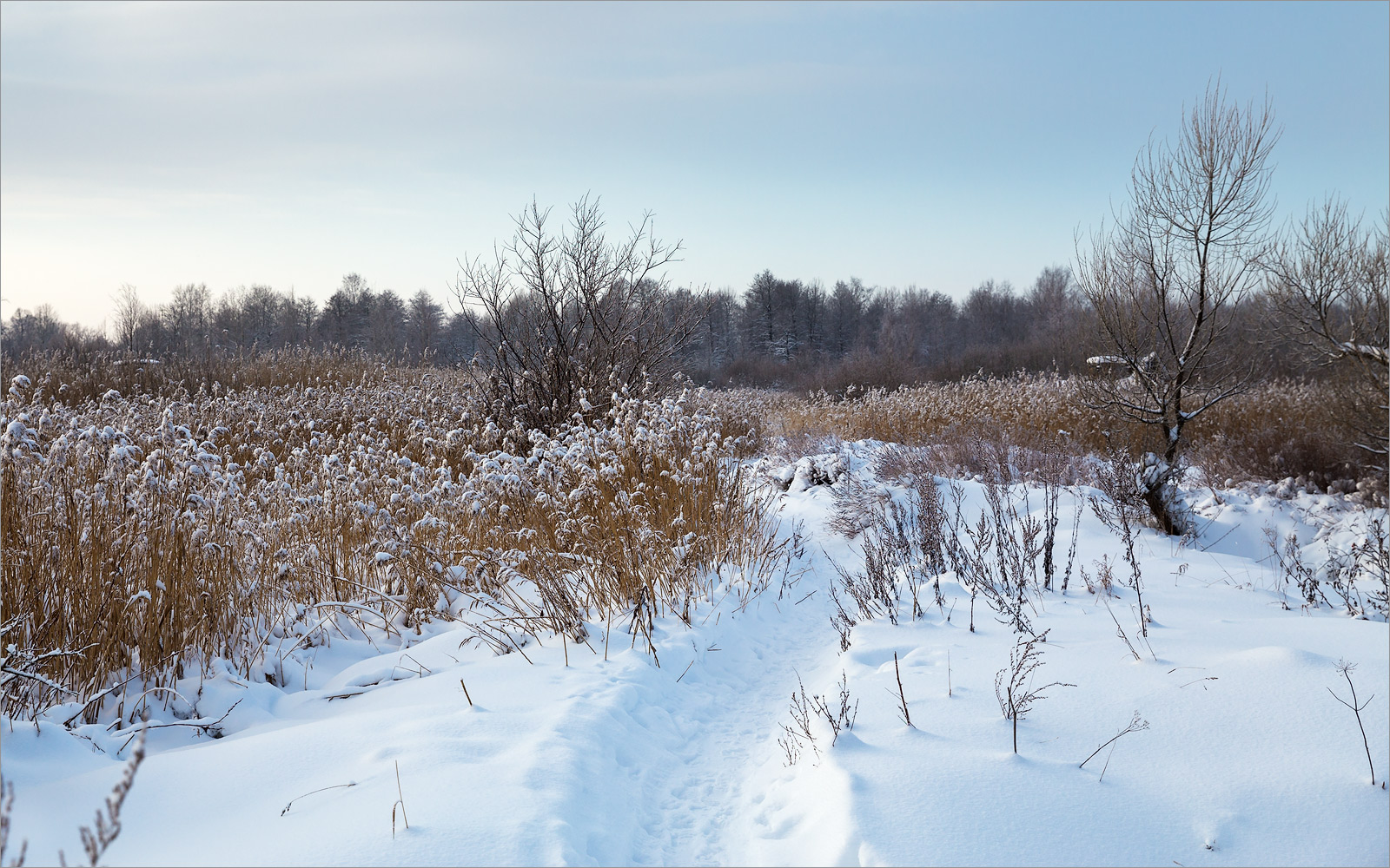 Луговой парк, image of landscape/habitat.