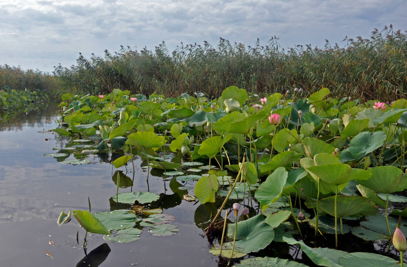 Окрестности села Воскресеновка, image of landscape/habitat.