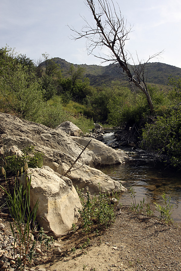 Ущелье Кокбулак, image of landscape/habitat.