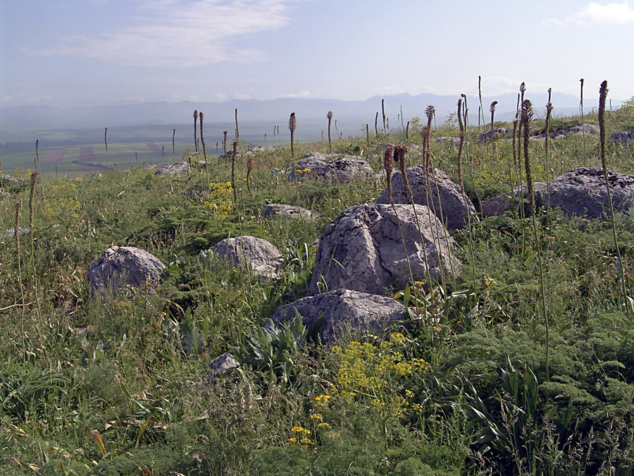 Горы Каракус, image of landscape/habitat.