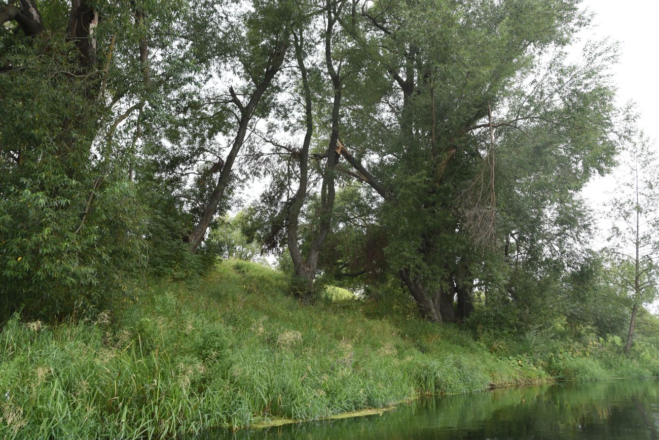 Степное урочище Горки, image of landscape/habitat.