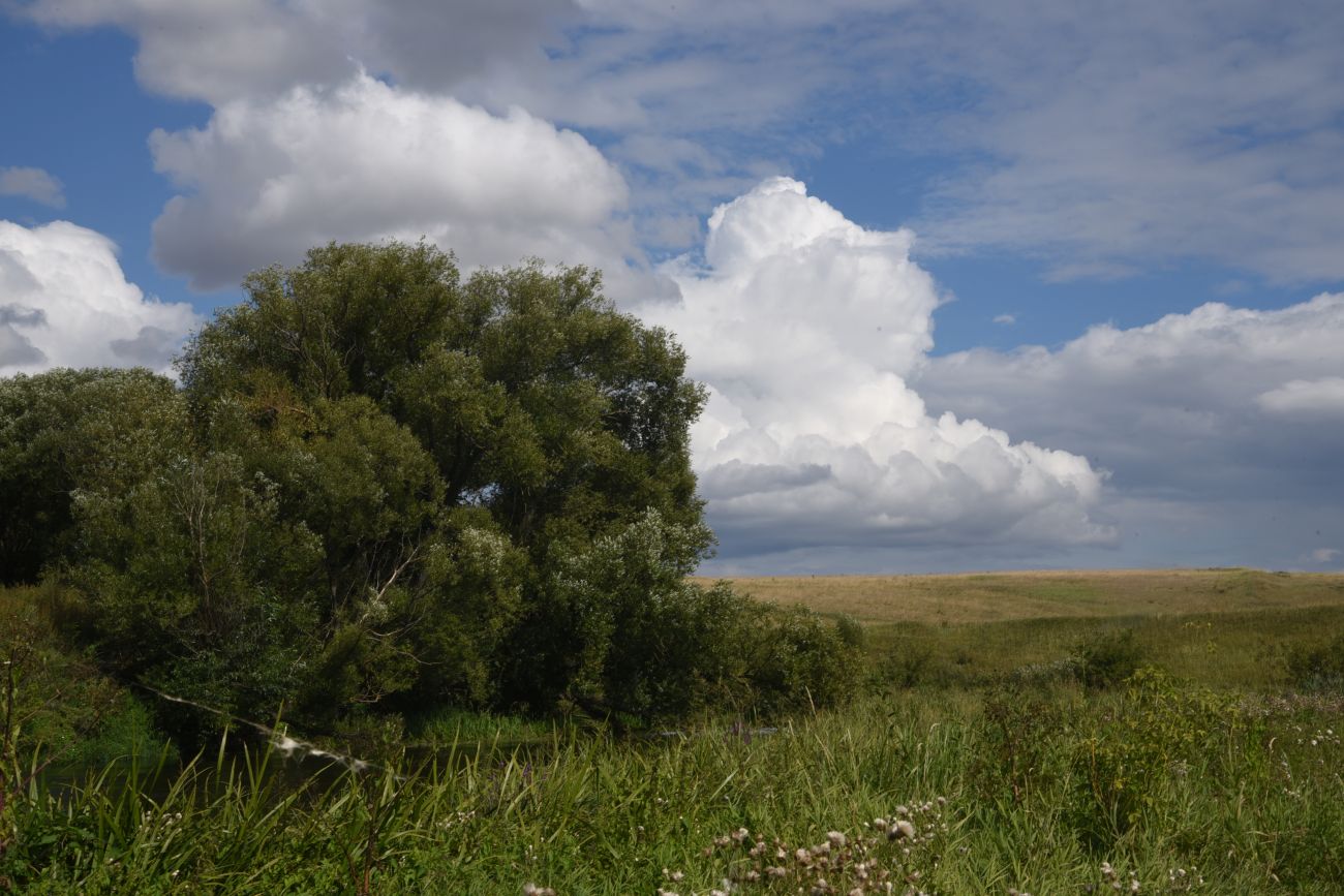 Устье реки Кочуровка, image of landscape/habitat.