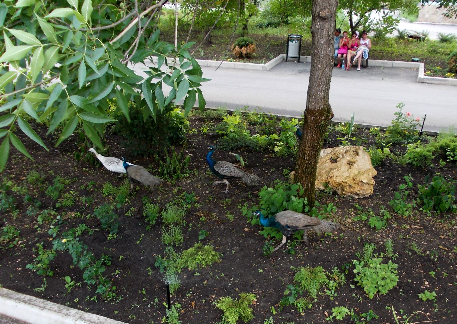 Тайган, image of landscape/habitat.