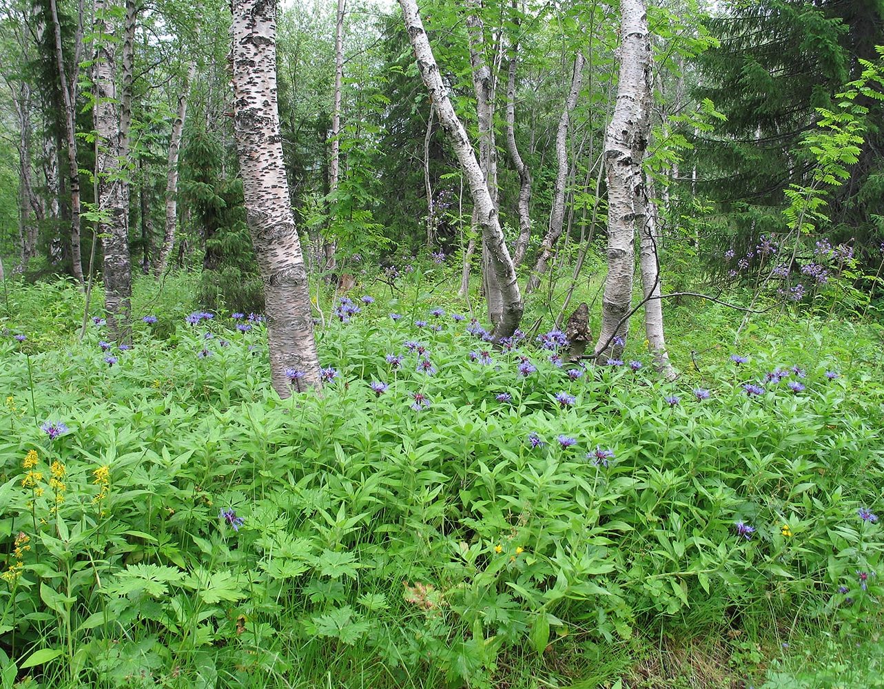 ПАБСИ и окрестности, image of landscape/habitat.