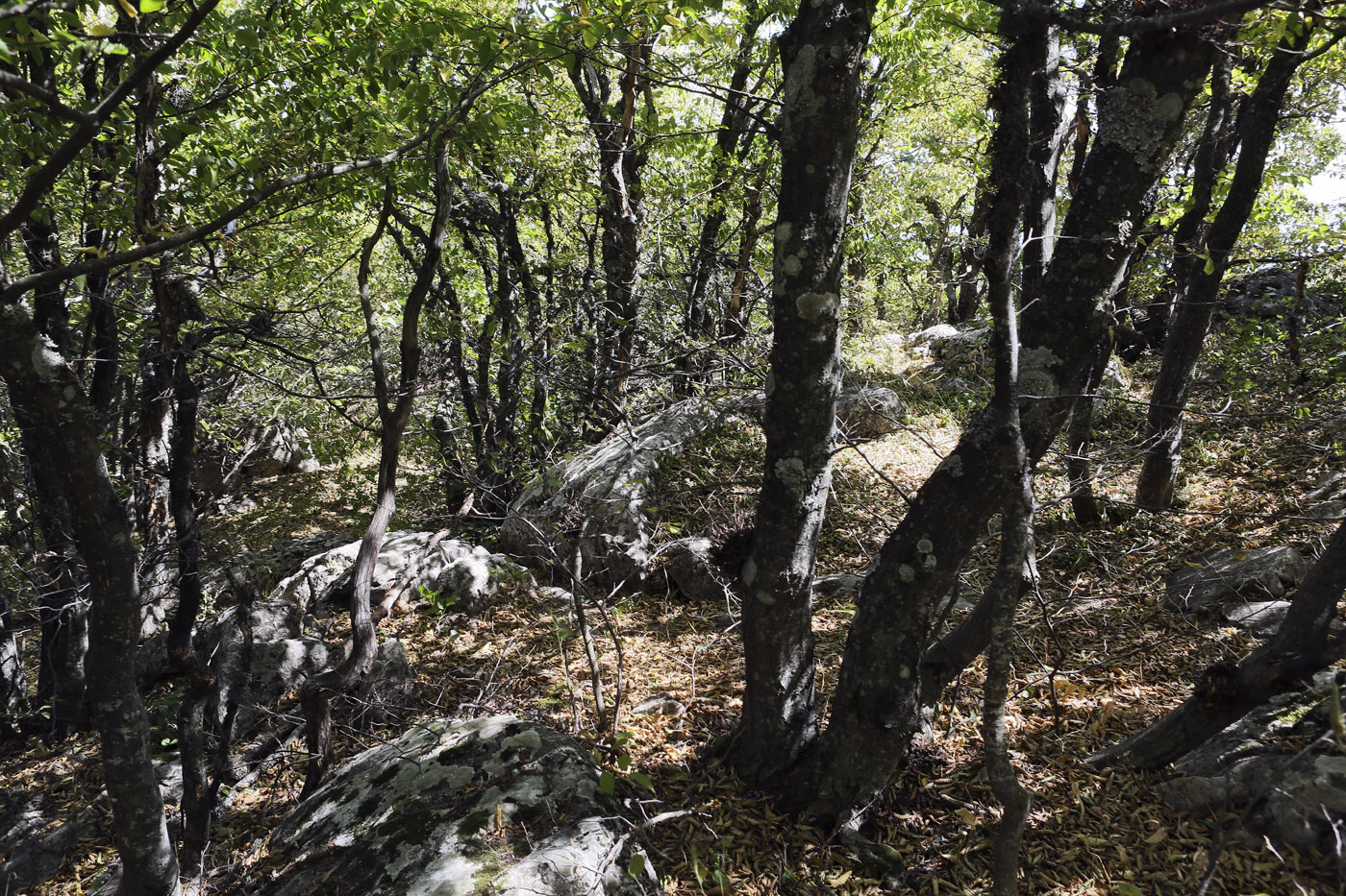 Ай-Петринская яйла, image of landscape/habitat.