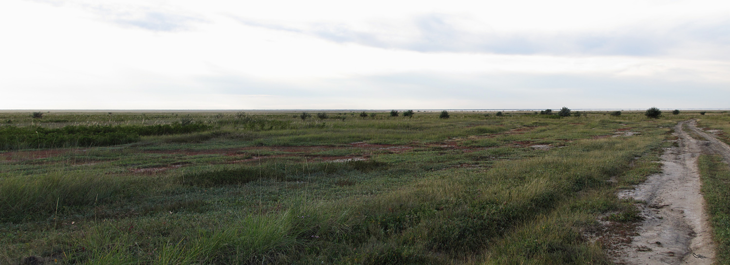 Южный берег озера Кучукское, image of landscape/habitat.