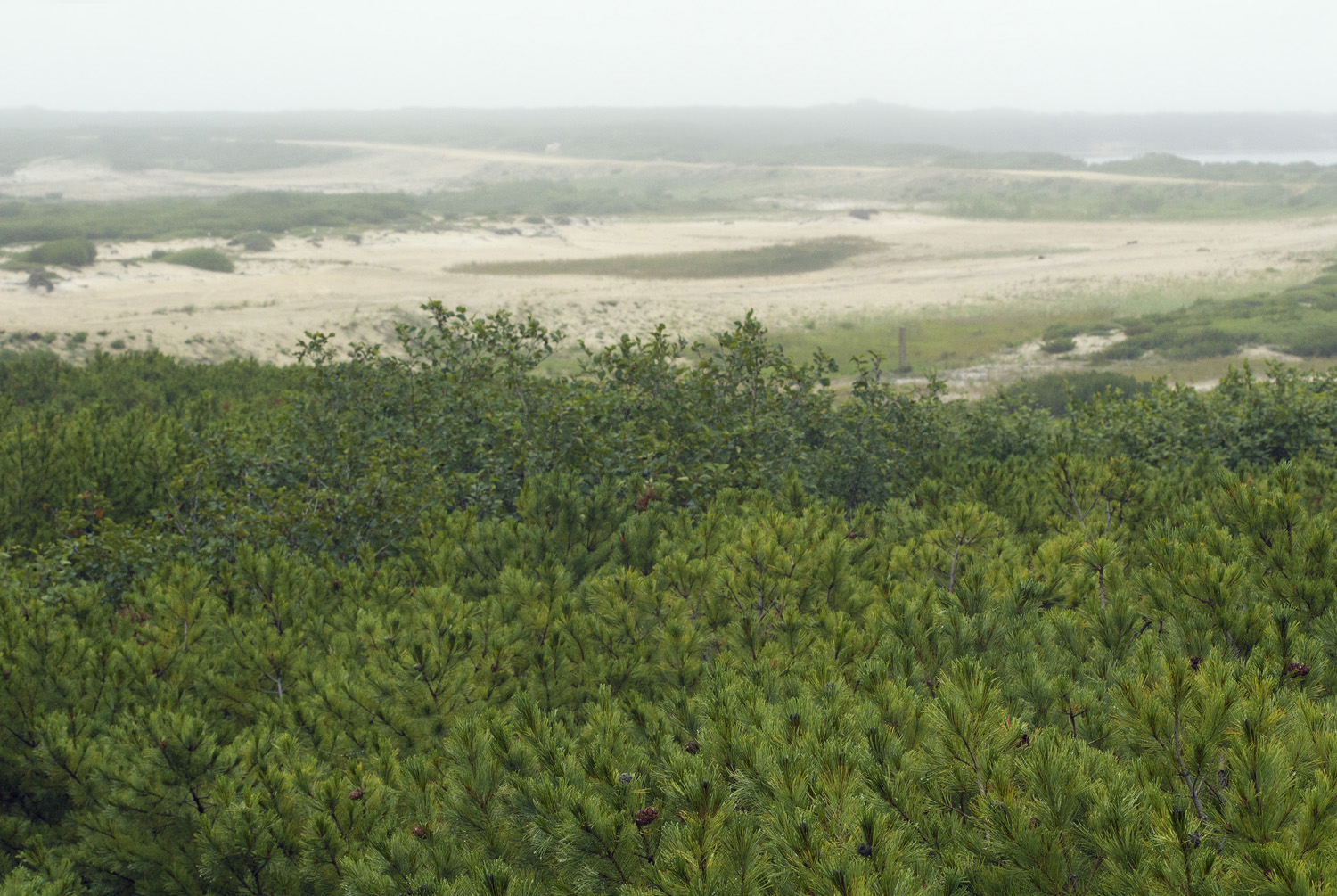 Озеро Светлое (Сладкое), image of landscape/habitat.