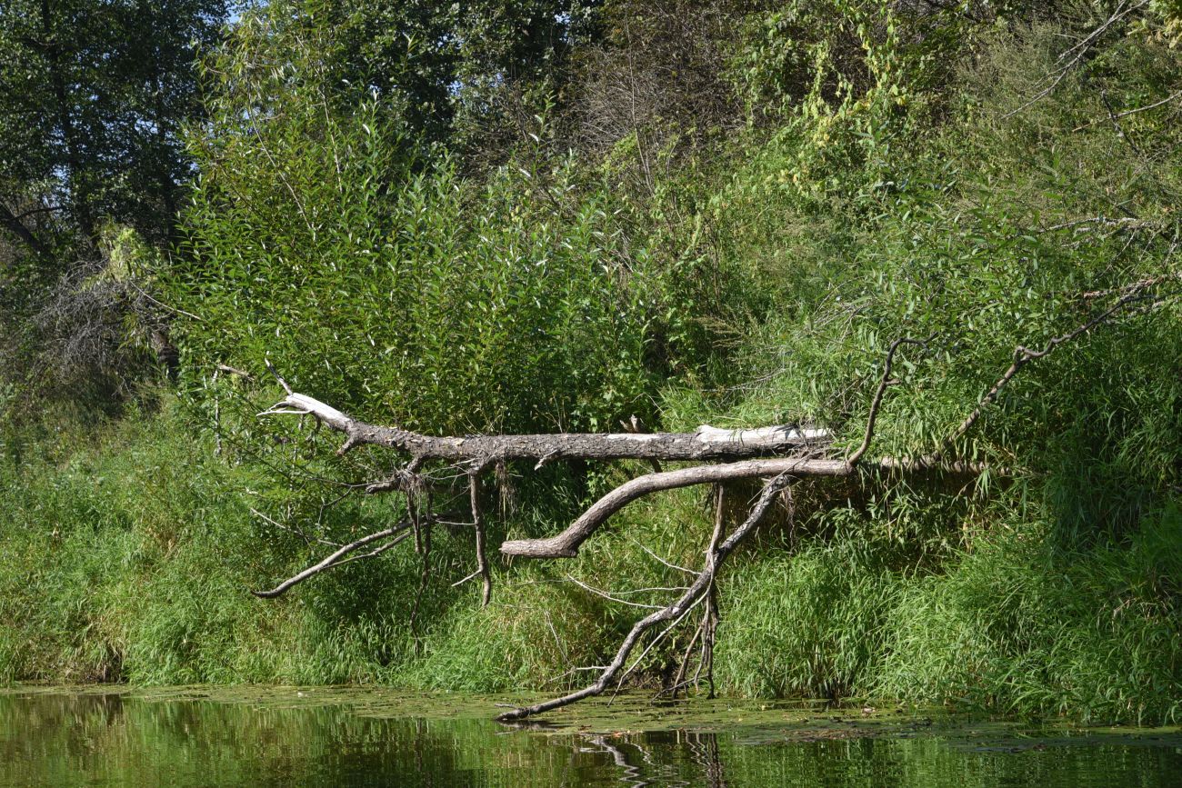 Устье безымянного ручья, image of landscape/habitat.