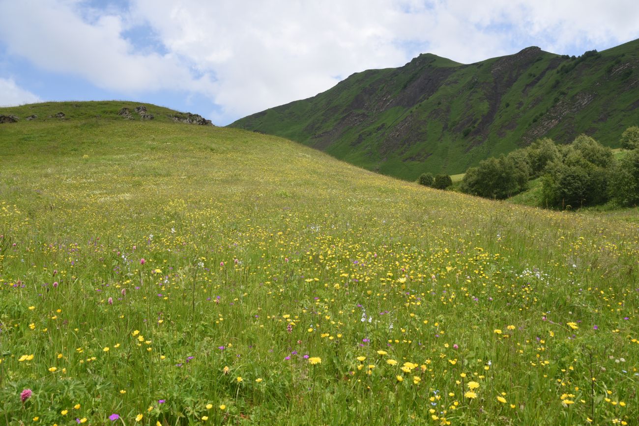 Сигнальная гора, image of landscape/habitat.