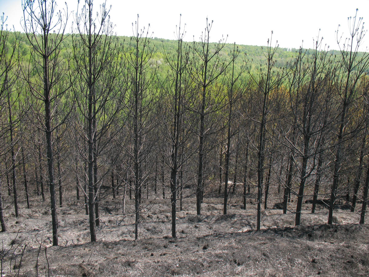 Горелый лес, image of landscape/habitat.