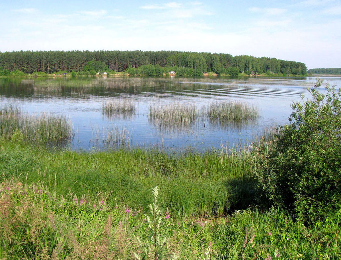 Рыбинское водохранилище, image of landscape/habitat.