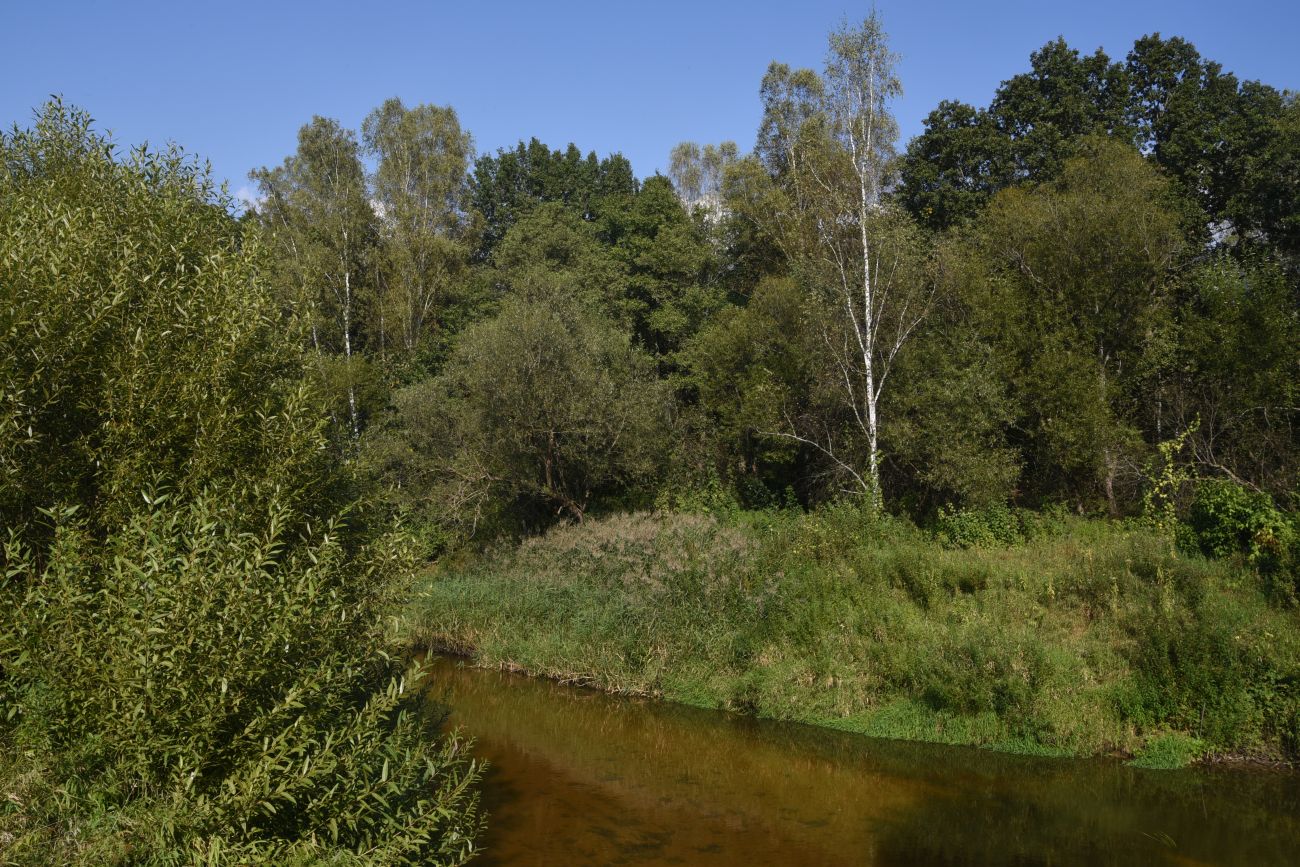 Горицы, image of landscape/habitat.