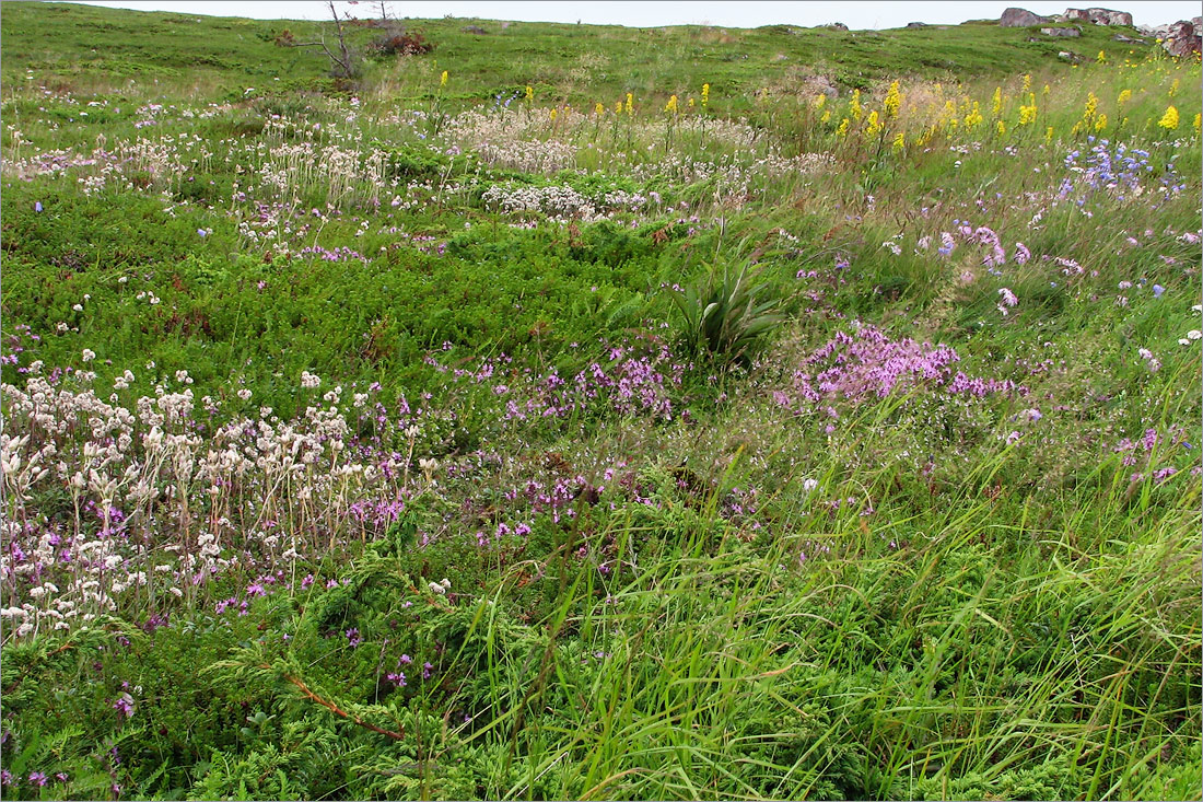 Аметистовый берег, image of landscape/habitat.