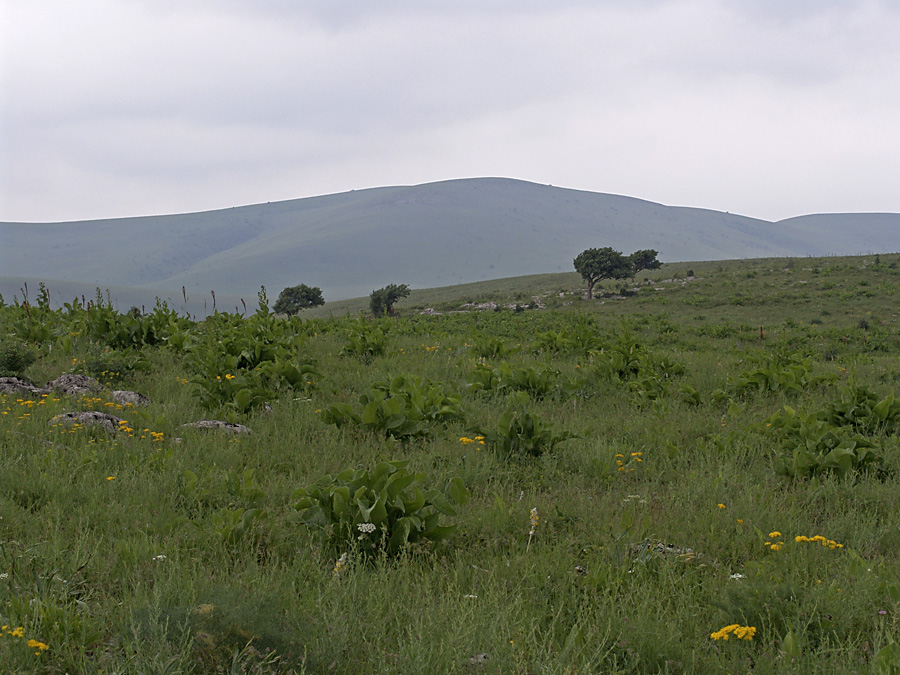 Горы Каракус, image of landscape/habitat.