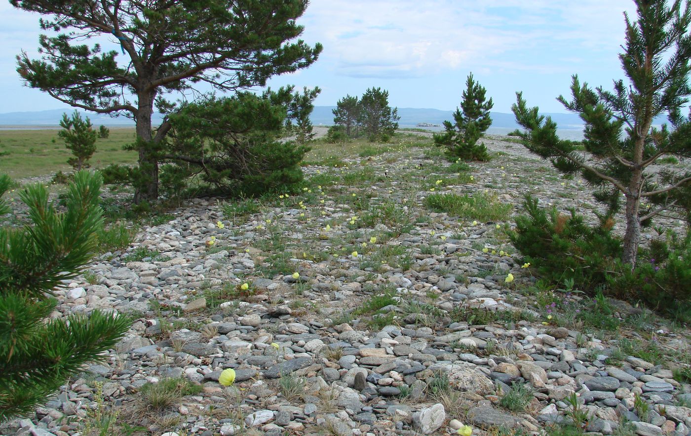 Сурхайта, image of landscape/habitat.