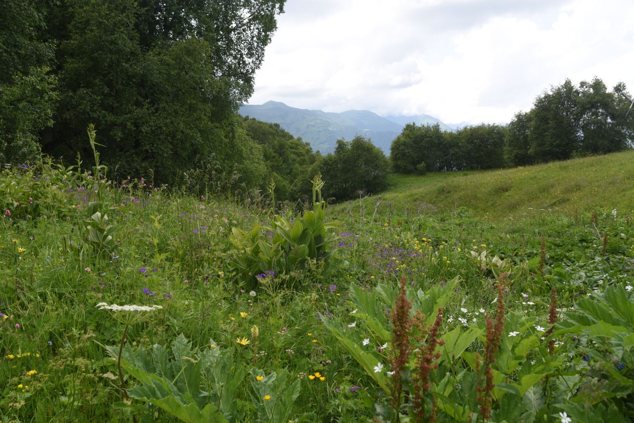 Сигнальная гора, image of landscape/habitat.