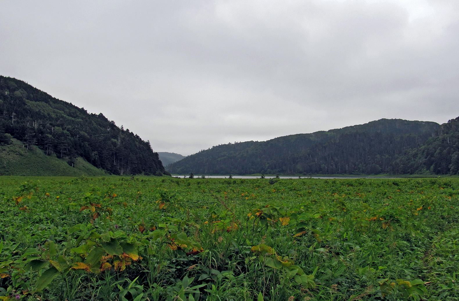 Остров Кунашир, image of landscape/habitat.