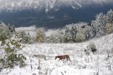 Бассейн ручья Лаура, image of landscape/habitat.