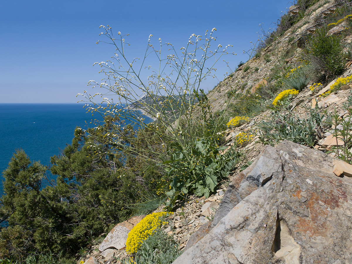 Большой Утриш, гора Солдатская, image of landscape/habitat.