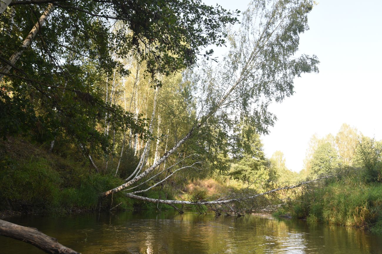 Горицы, image of landscape/habitat.