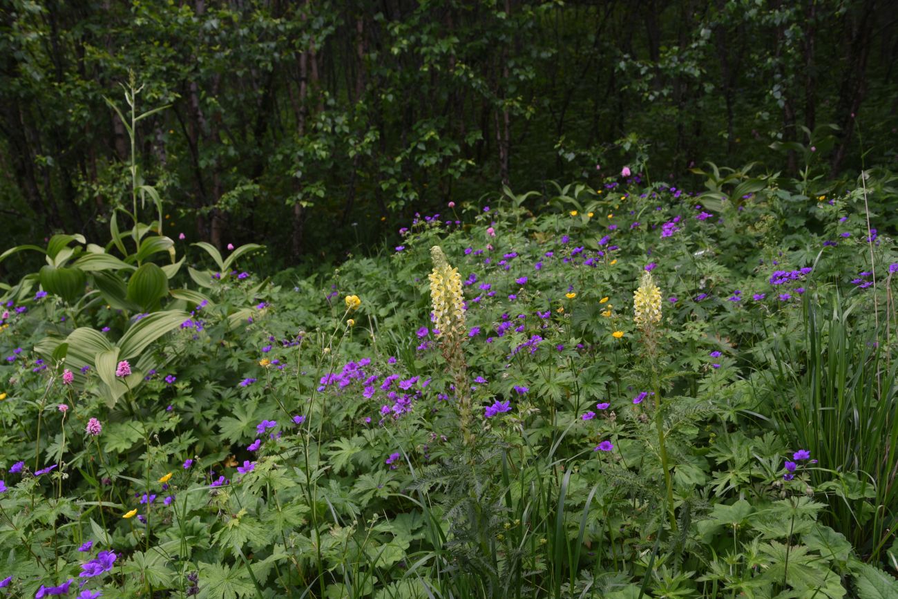 Сигнальная гора, image of landscape/habitat.