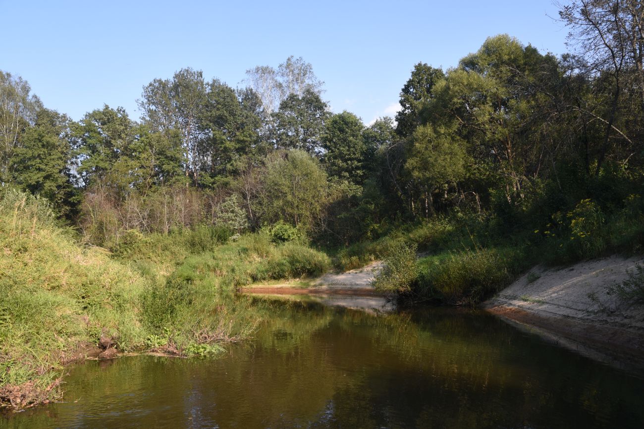 Горицы, image of landscape/habitat.