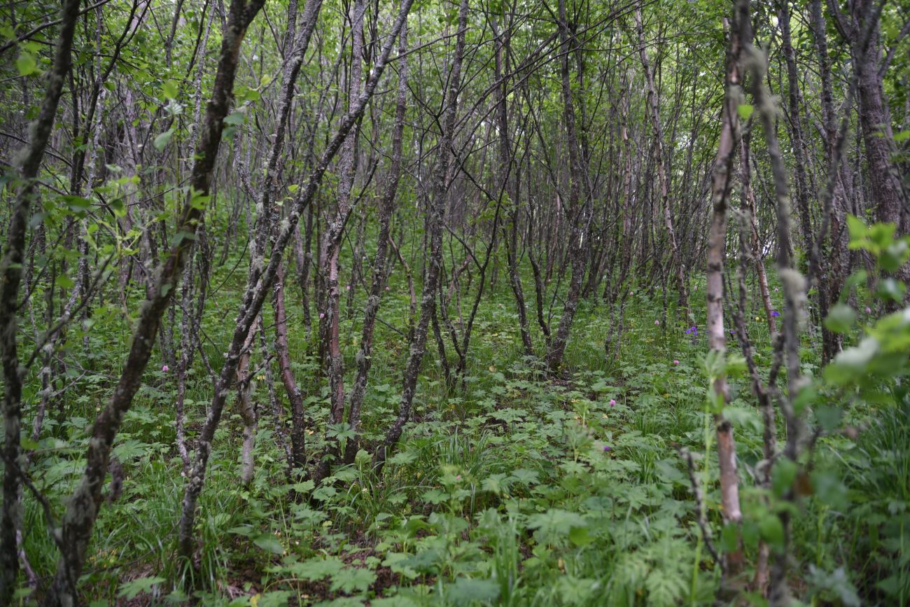 Сигнальная гора, image of landscape/habitat.