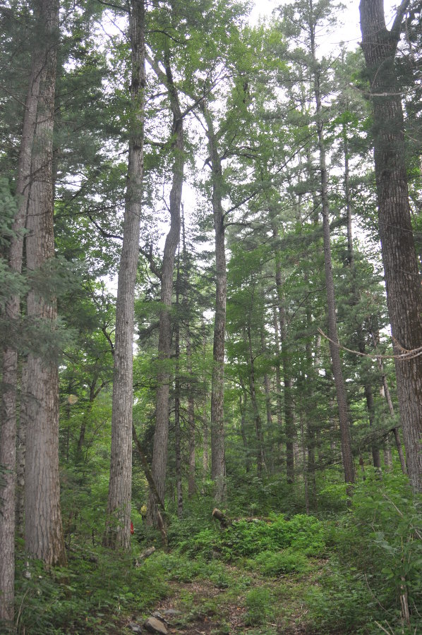 Долина реки Серебрянка, image of landscape/habitat.