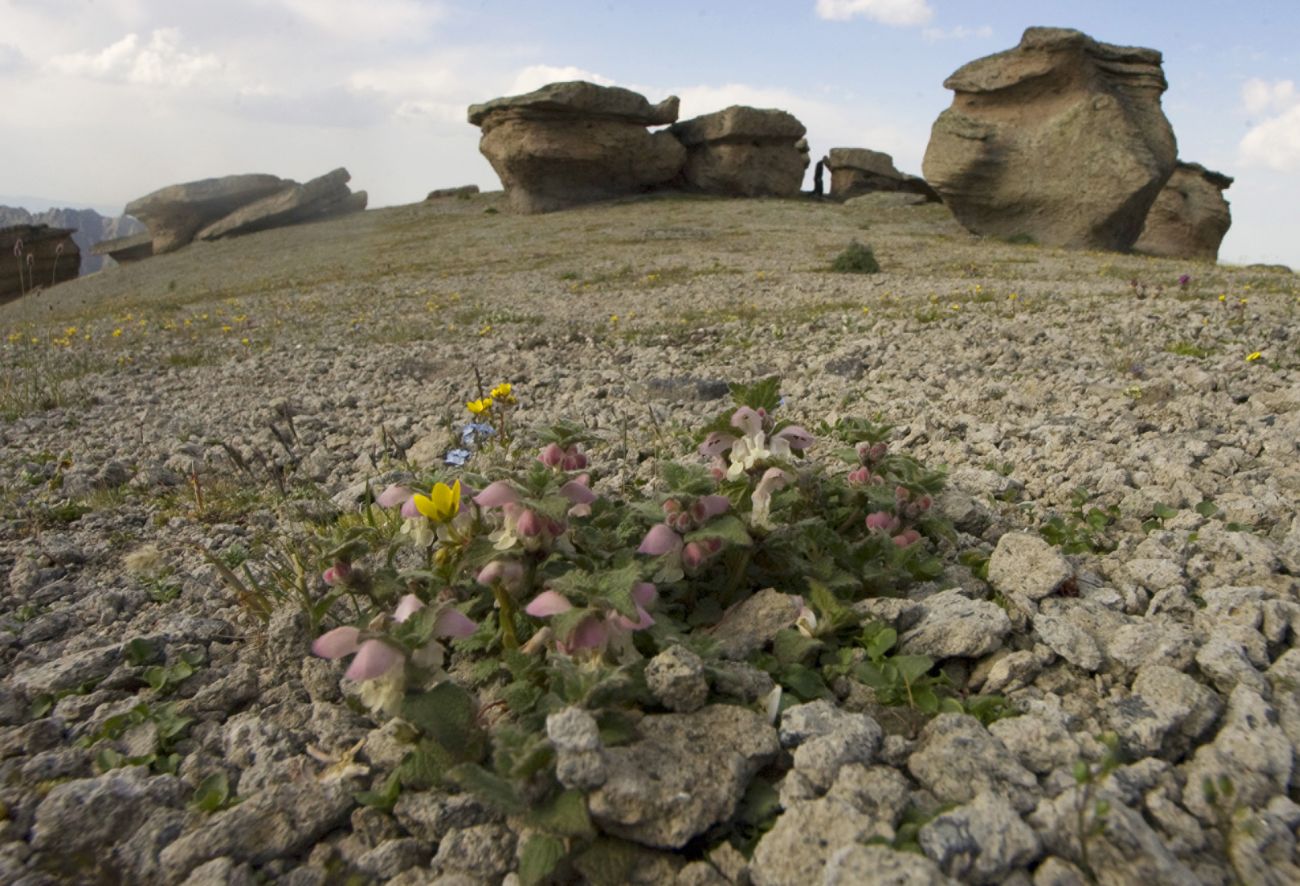 Урочище Каменные Грибы, image of landscape/habitat.