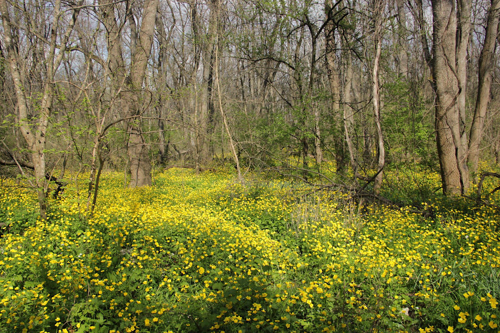 Цемесская роща, image of landscape/habitat.