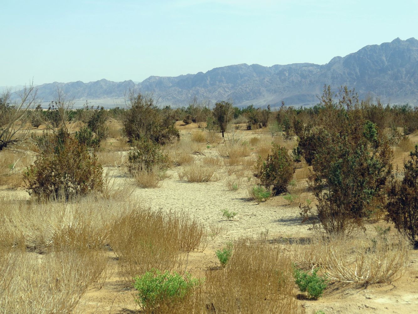 Солончак Мелихат-Йотвата, image of landscape/habitat.