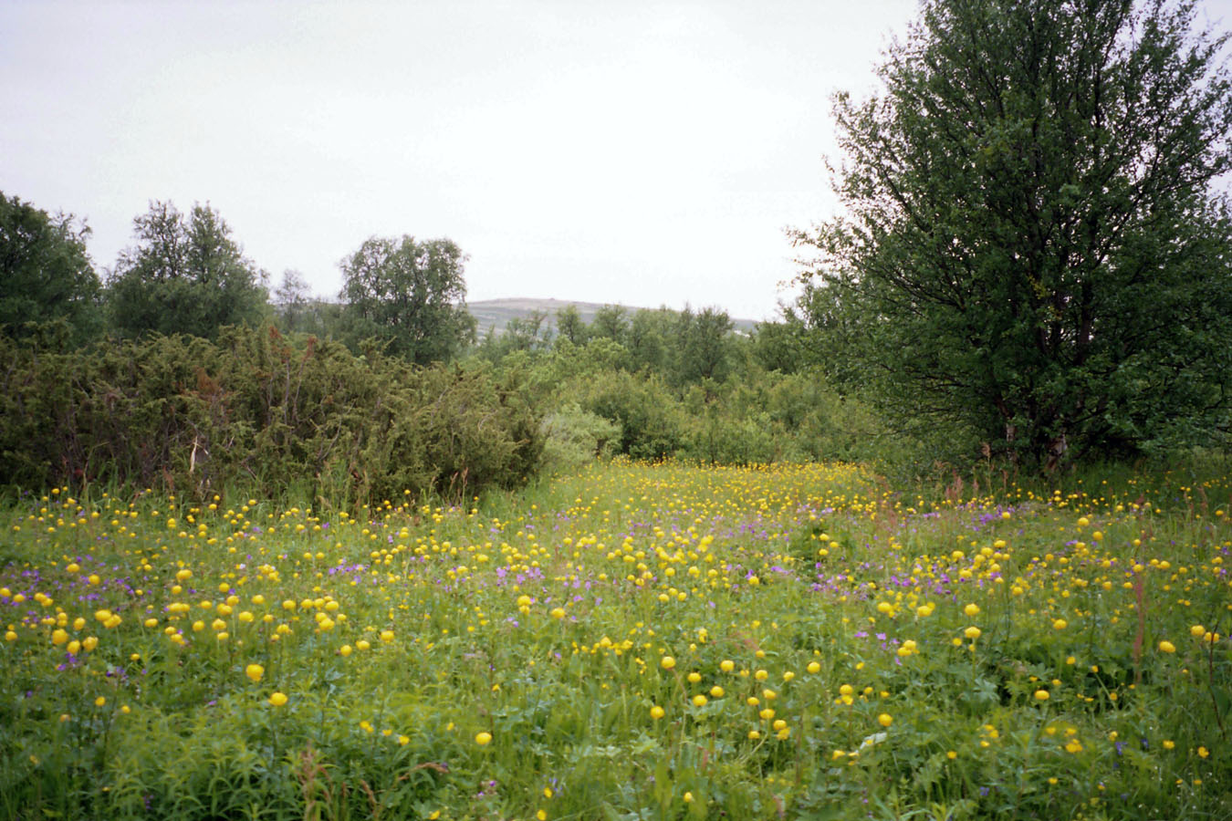 Туманный, image of landscape/habitat.