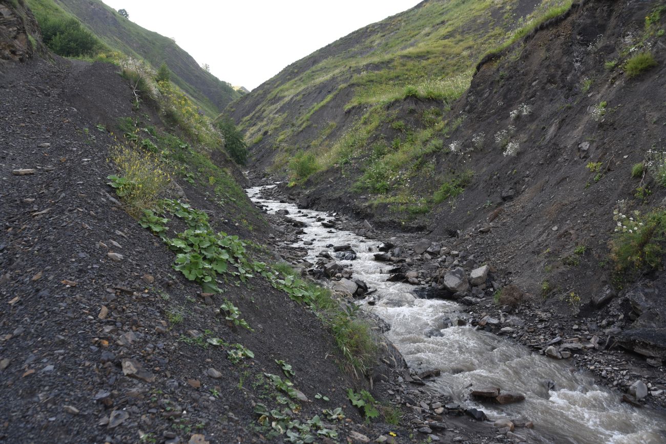 Долина реки Шикаройакх, image of landscape/habitat.