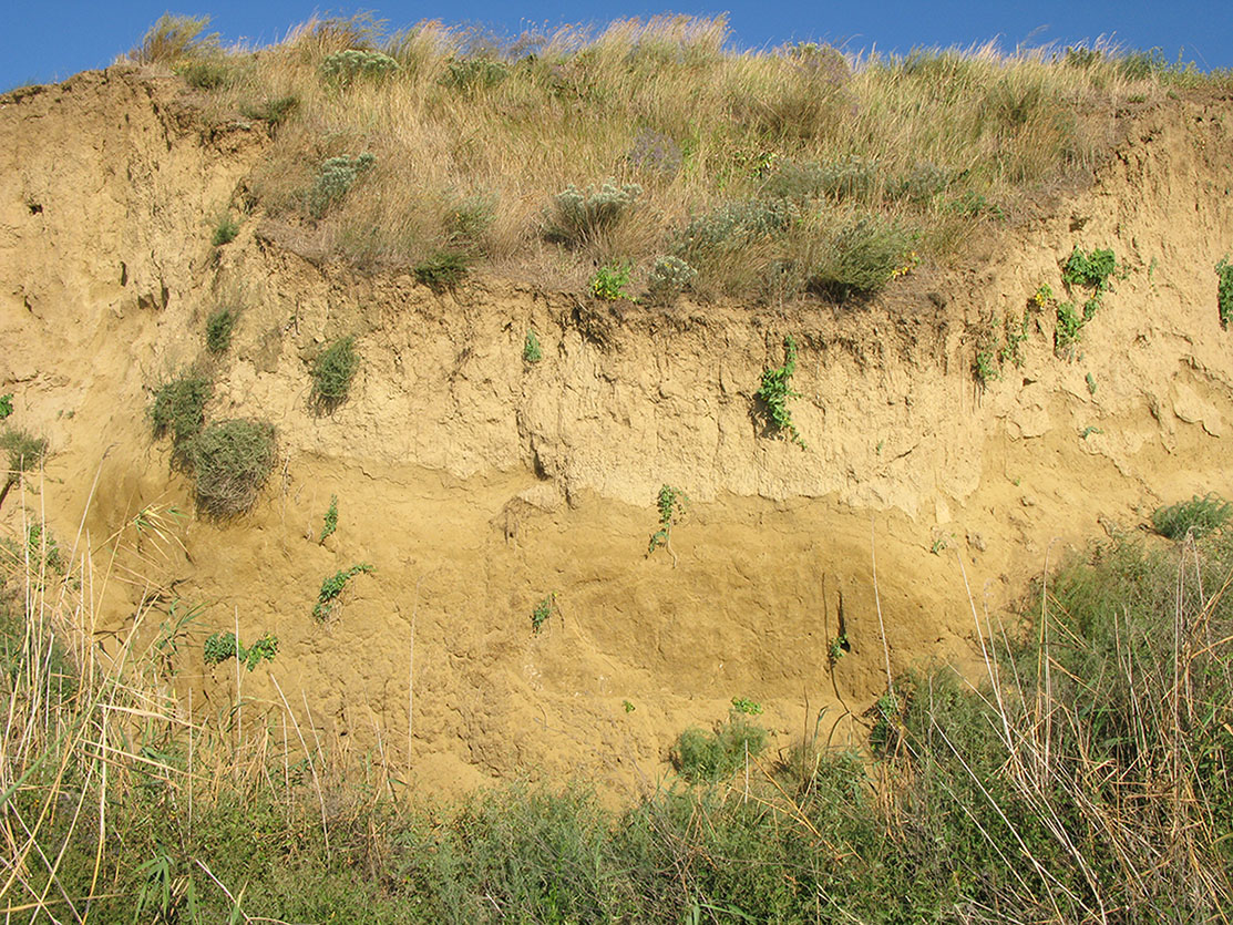 Кизилташский лиман, image of landscape/habitat.