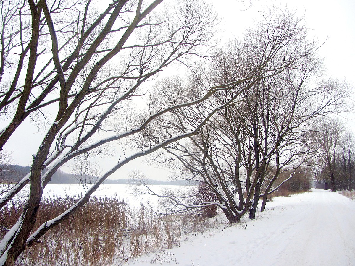 Ждановичи, image of landscape/habitat.