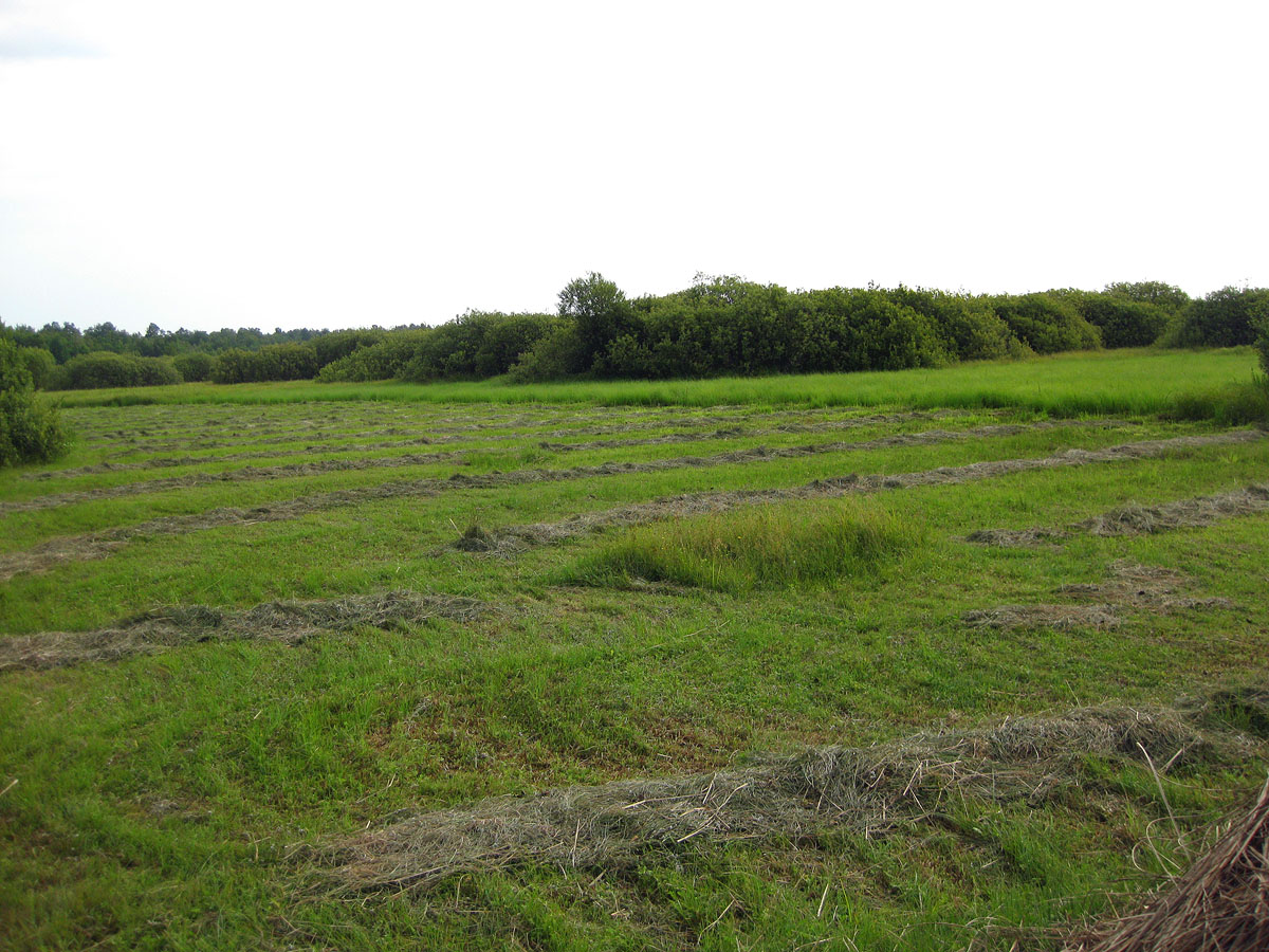 Озеро Стрибуж, image of landscape/habitat.