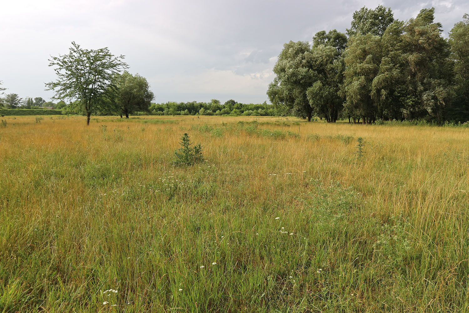 Луг в излучине реки Фарс, image of landscape/habitat.