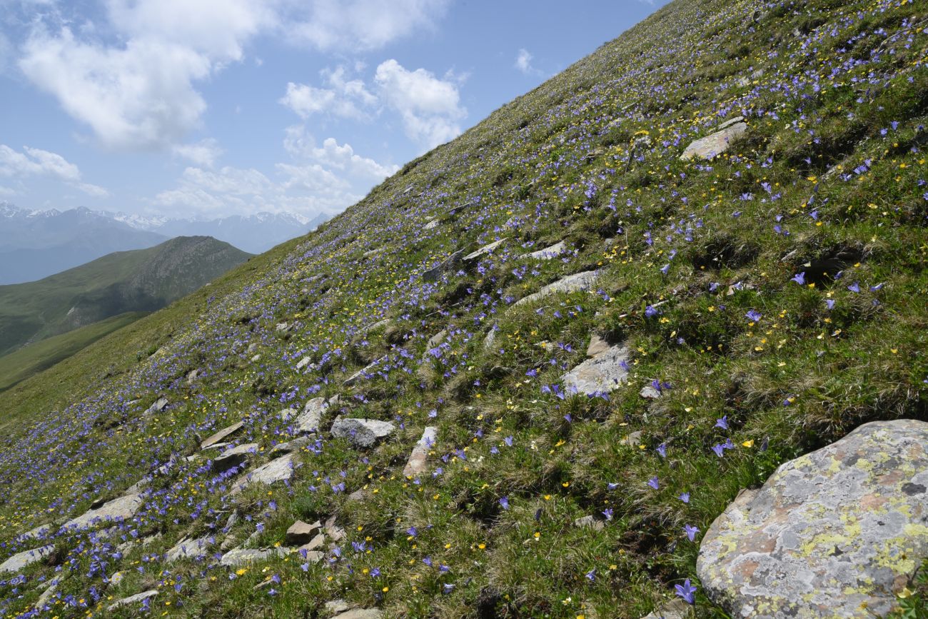 5 км от Цумандинского перевала, image of landscape/habitat.