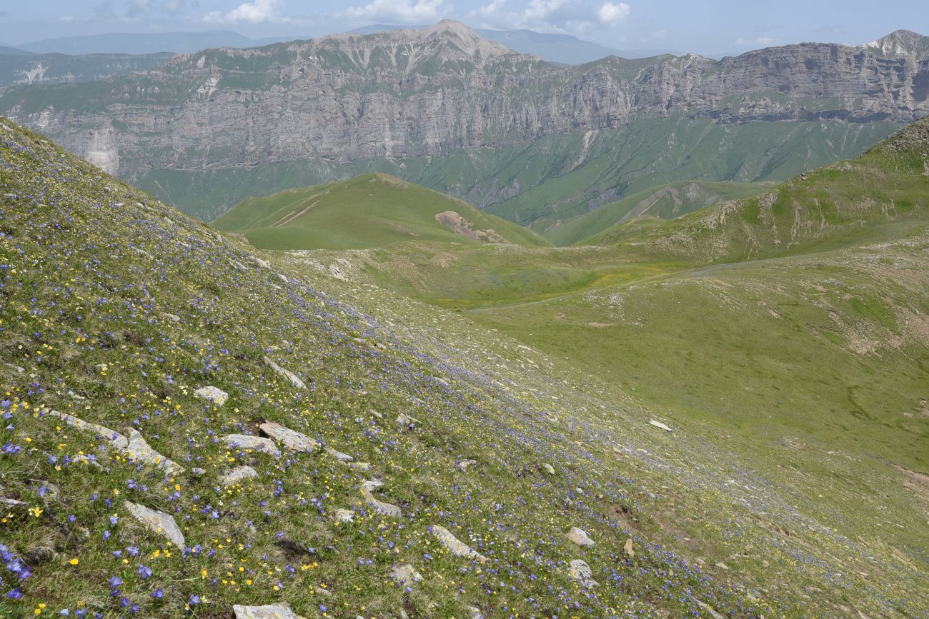 5 км от Цумандинского перевала, image of landscape/habitat.