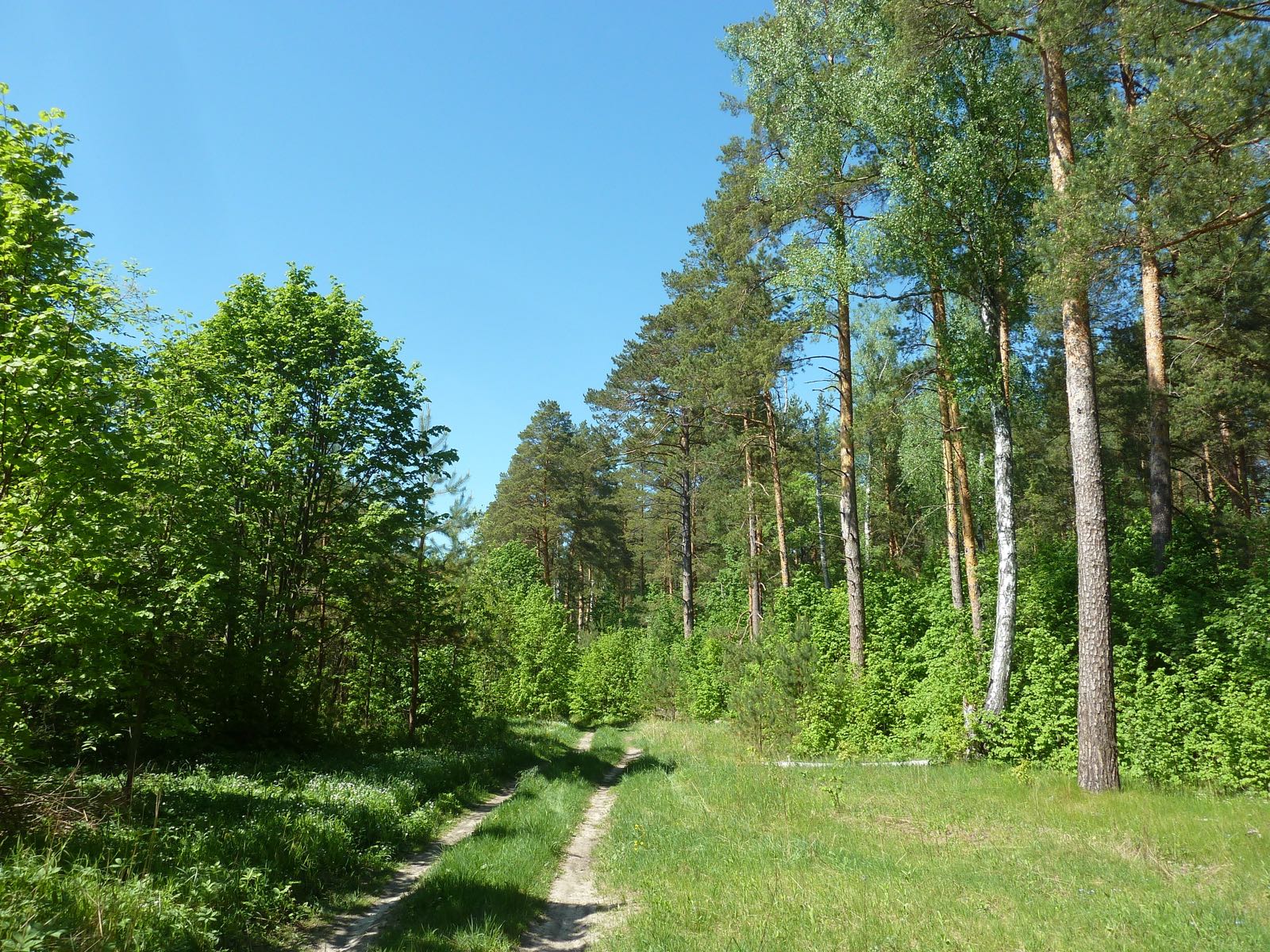 Урочище Низкое поле, image of landscape/habitat.