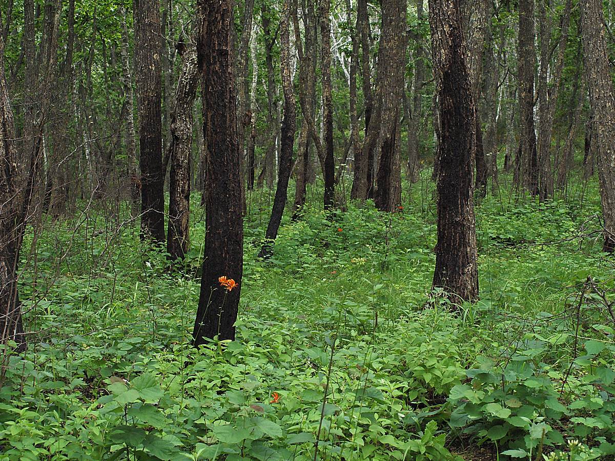 Бухта Неприметная, image of landscape/habitat.