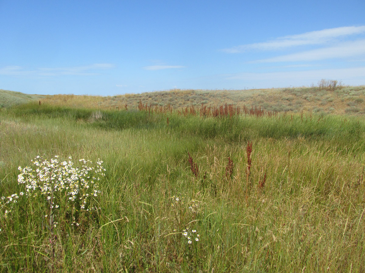 Мыс Чауда, image of landscape/habitat.