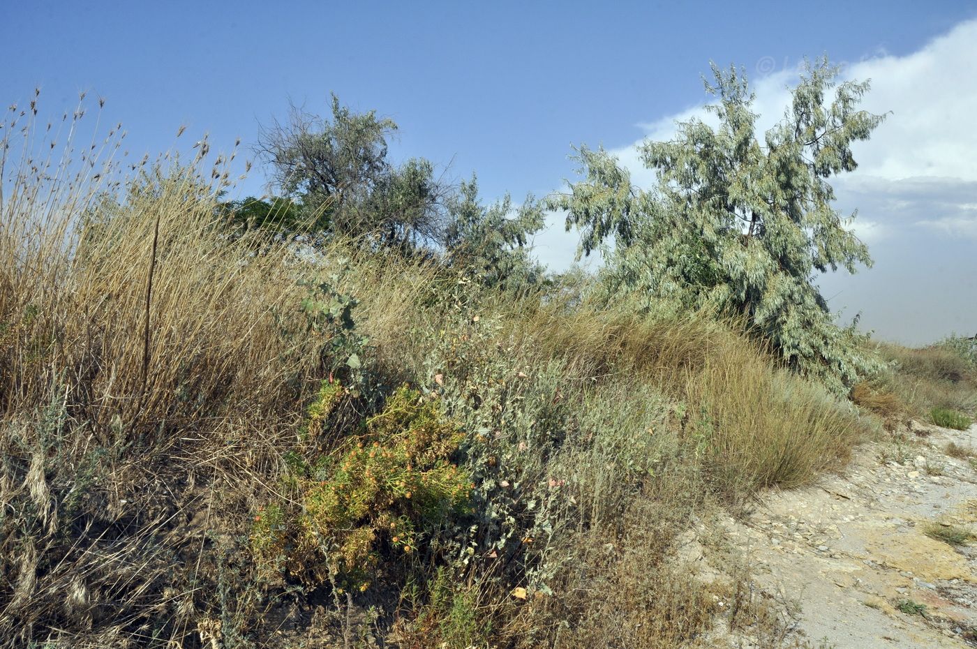 Межводное, image of landscape/habitat.