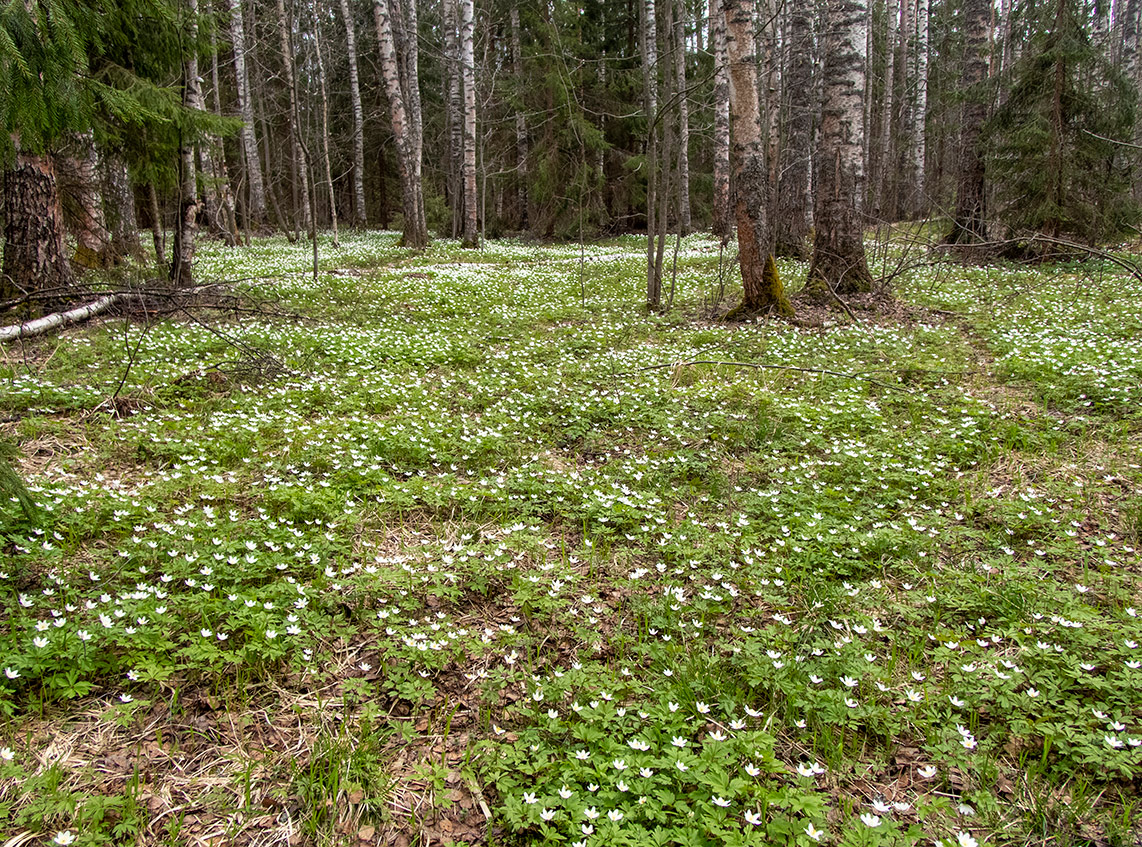 Ларцево, image of landscape/habitat.