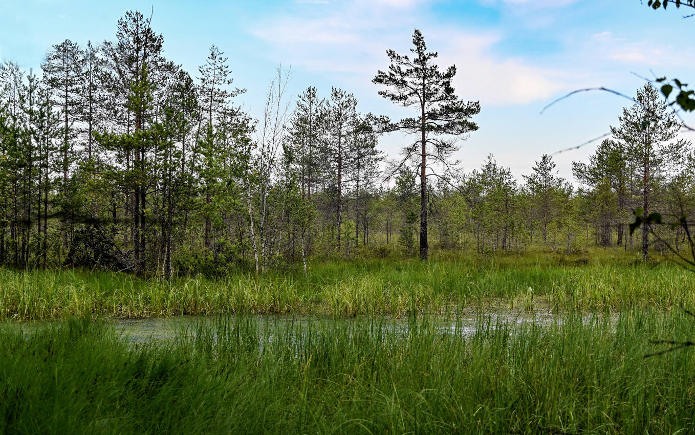 Оларёвская гряда, image of landscape/habitat.