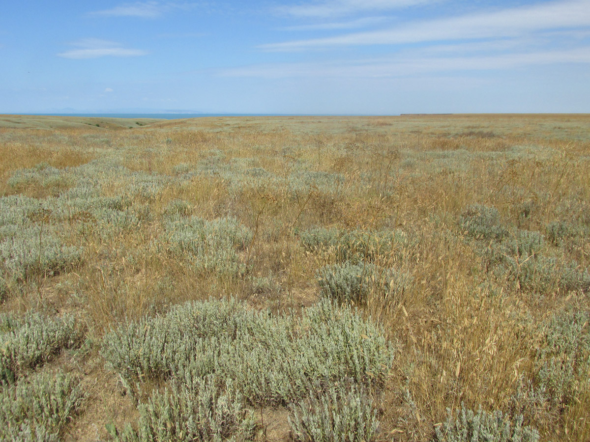 Мыс Чауда, image of landscape/habitat.