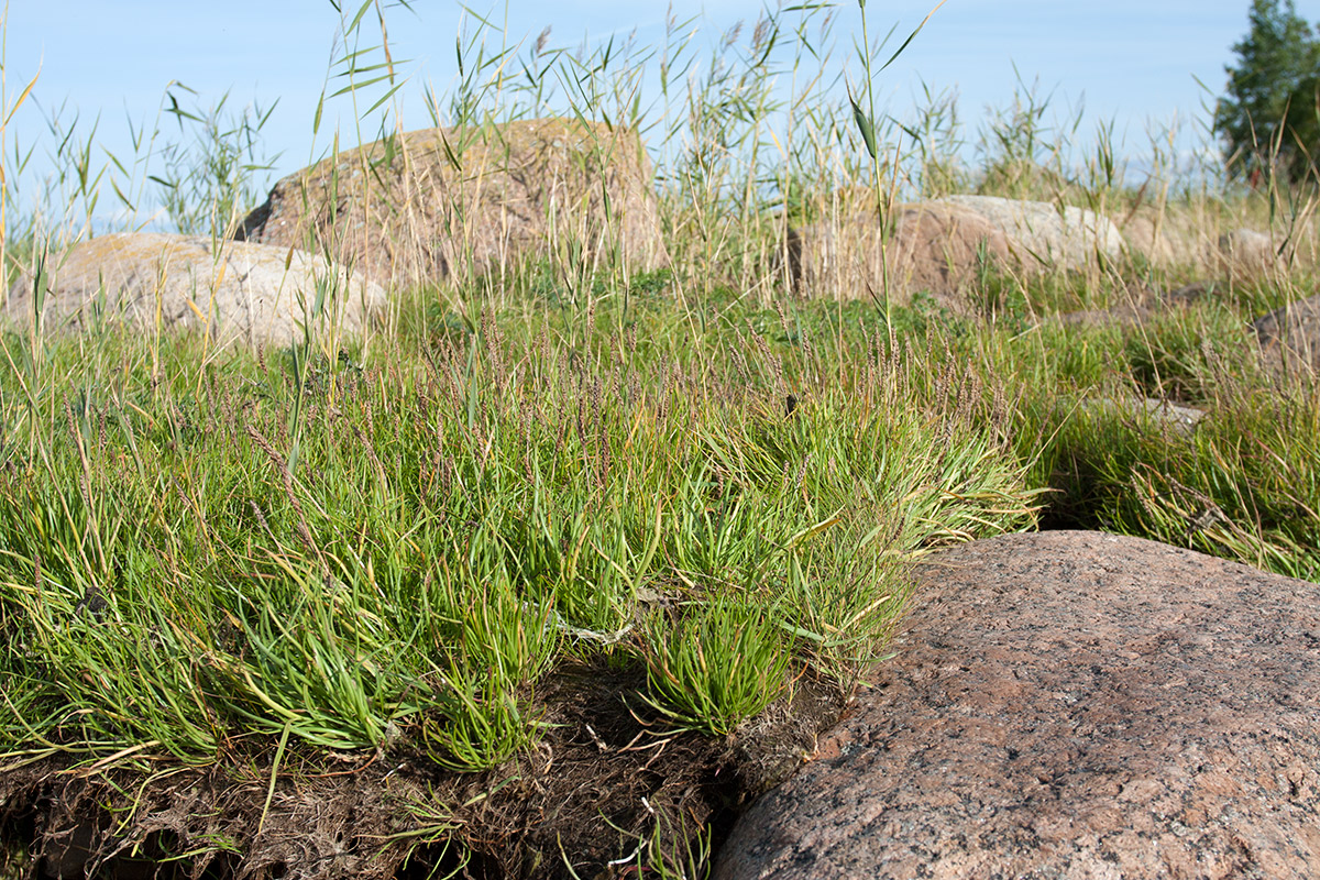 Мыс Дубовский, image of landscape/habitat.